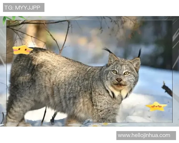 戈亚斯与巴拉竞激战正酣谁能在这场对决中笑到最后 戈亚斯与巴拉竞激战正酣谁能在这场对决中笑到最后